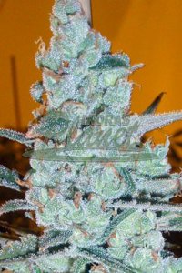 CRITICAL Jack Herer Feminised - Delicious Seeds