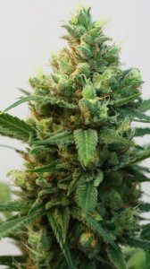 Toxic Feminised - Ripper Seeds