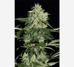 Northern Light Automatic Feminised - Green House Seeds