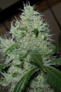 Northern Light Blue Feminised - Delicious Seeds
