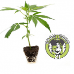Girl Scout Cookie - The Cali Connection