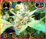 Cheese Feminised - Big Buddha Seeds