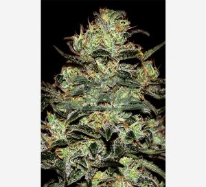 Moby Dick Feminised - Green House Seeds