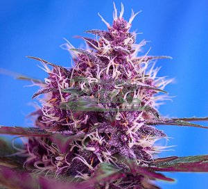 Red Poison Automatic Feminised - Sweet Seeds