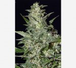 Super Critical Automatic Feminised - Green House Seeds